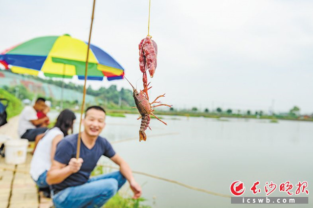 稻虾养殖基地依托农旅融合带动小龙虾销售。长沙晚报全媒体记者陈飞 摄