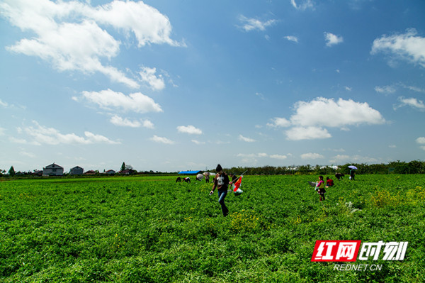 乡村振兴看常德丨西湖:牧草种植+旅游双轮驱