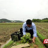 新田：推广“以蜂治蚜”技术 减少农药用量