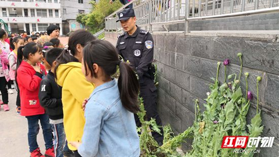 【桑植警事】桑植县上河溪校园“开满”罂粟花