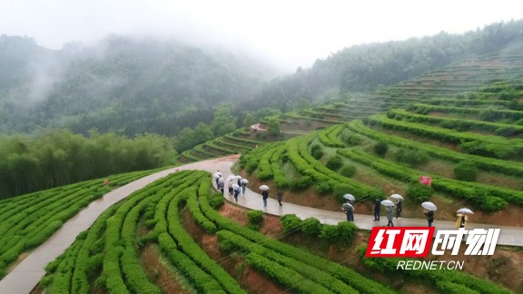 红网时刻益阳4月28日讯（记者 吴鹏 钟浩 实习记者 王新凤）4月28日上午，由中共安化县委宣传部主办的首次茶媒体走进安化——“安化黑茶·世界共享”活动在湖南省益阳市安化县举行。