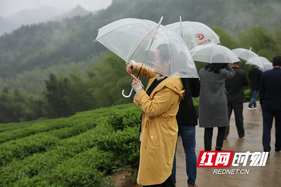 下午，天空下着绵绵细雨，茶媒体一行第三站来到了冷市水龙茶园。