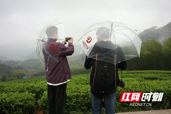 放眼四望，绿色茶园无尽头，茶垅间线条柔美相连，仿佛海浪起伏，又像是一张庞大的天然毛毯，青翠欲滴。