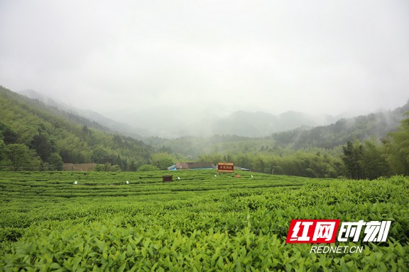 升腾的云雾如轻纱般挂在山腰，周围层峦叠嶂，宛若一幅色彩斑斓而又美轮美奂的油画在水龙茶园环绕着。