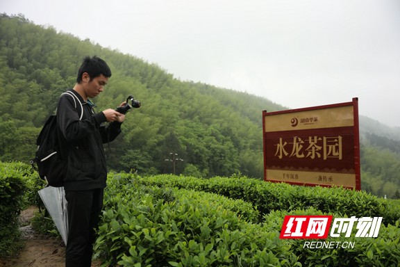 优异的生态地理环境和高品质高安全性的茶叶原料是安化黑茶的特殊优势，