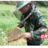 红边城故事 | 探索党建+产业脱贫新道路 让农民口袋更富