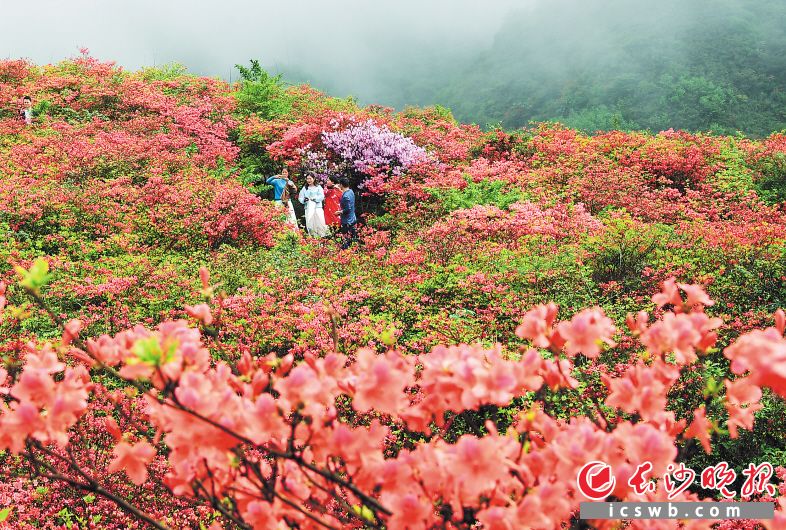 　　大围山：十万亩杜鹃绽放　　近日，浏阳大围山国家森林公园十万亩野生杜鹃花盛开，形成一片“红色花海”。为了给游客带来一种全新的旅游体验，2019中国森林旅游节第十一届中国（浏阳）大围山国际杜鹃花节于4月20日至5月26日举行，以杜鹃为媒，举行空中赏花、“杜鹃花海”万人抖音活动、“杜鹃花海”旗袍秀表演等活动。　　长沙晚报全媒体记者 石祯专 通讯员 彭红霞 摄影报道 