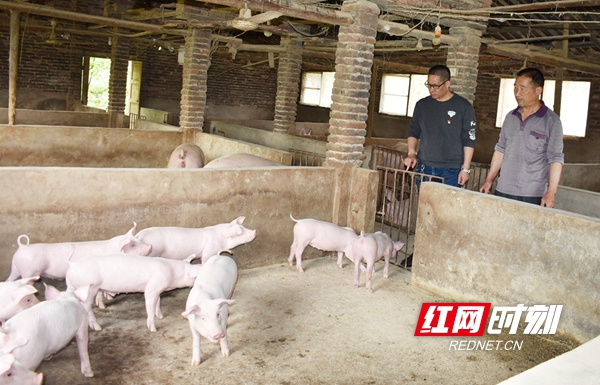 邵阳县石子江村贫困户发展“一户一品”产业