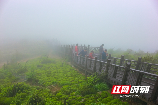 　　红网时刻永州4月28日讯（通讯员 彭华）4月27日，在湘江源头蓝山县云冰山风景区，游人在登高游玩观赏青苔。