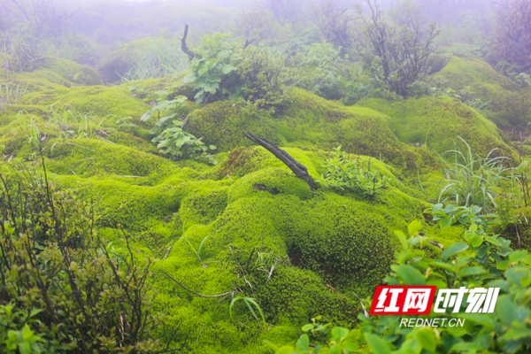 　　山中云雾弥漫，游人登上观景台如入云海秘境，既充满“你站在观景台上看风景，看风景的人在桥上看你”的诗情，又富有“云海奔涌，宛若仙境”的画意。