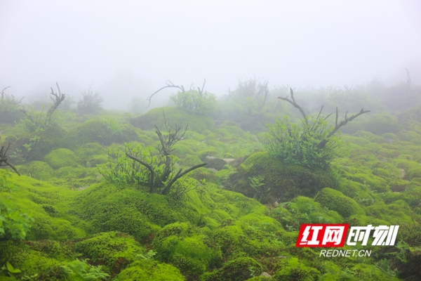 　　而行走在高山苔藓观景栈道上，雾中探幽，眼前嫩绿的青苔像是海底草原，朦胧中有种潜入海底的感觉，此时此景，让人惊叹不已。