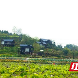 泸溪马王溪：花海映新村 客来画中游      