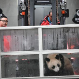 大熊猫“如意”“丁丁”启程前往俄罗斯
