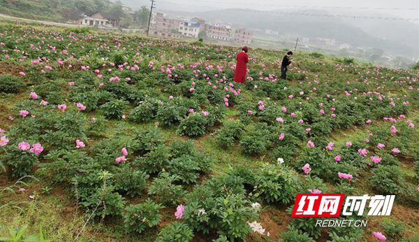 邵阳县岩口铺镇白地村800亩芍药花正放