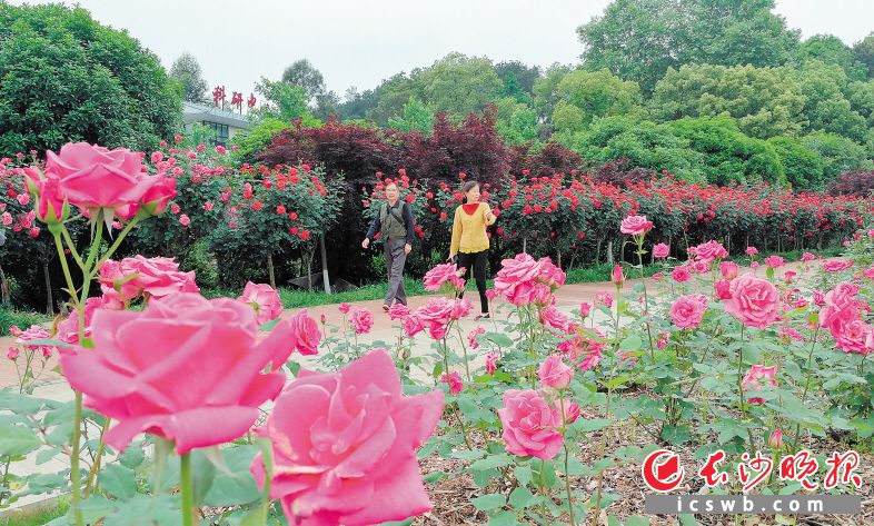 　　省植物园：邀您共赴“玫瑰之约”　 　“快来看，这些玫瑰花比我的脸还大，太漂亮了！”在昨日开幕的湖南省森林植物园“夏之恋”玫瑰·月季花展上，市民、游客徜徉在花丛中，发出阵阵感叹。目前，省植物园内近5万株玫瑰和月季花已进入盛花期，形态各异的花朵组成浪漫花海。“五一”小长假期间，省植物园邀市民、游客共赴“玫瑰之约”。             长沙晚报全媒体记者 周柏平 摄