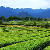 【寻找武冈工匠】茶师潘跃东：好山好水好技好茶