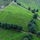 视频丨【寻找武冈工匠】茶师潘跃东：好山好水好技好茶