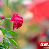 道县：月季花开正艳 游客纷至沓来