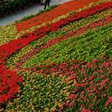 记者蹲点手记：愿独龙族未来如彩虹般美好