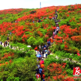 双牌：十万亩杜鹃在“五一”首日燃爆