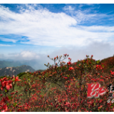 蓝山：湘江源头杜鹃红