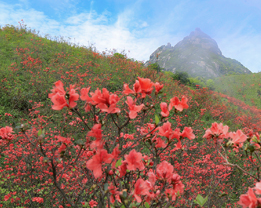 蓝山县湘江源头：云海伴花海 水墨丹青画
