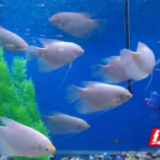 不可错过的海洋之旅 湘西海洋生物展开展