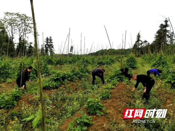 桃花江镇：种植葛根拔“穷根”