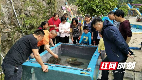 桃江朱家村：又一条娃娃鱼回归大自然