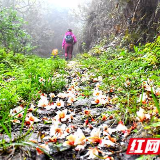 徒步雪峰山③丨红军古“通道” 今朝花开有小鲜