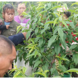 带领大山里的群众致富 他们把汗水挥洒在扶贫路上