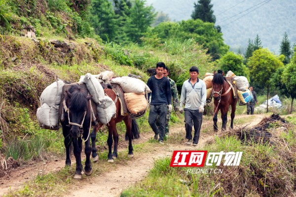 为抢抓农时，村民采取马驮材料抢修水渠。