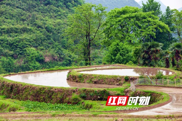 蓄水的梯田如太极图，展现线条美。