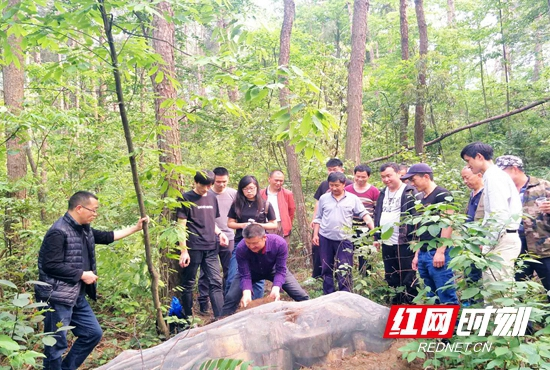 武陵源区对林业有害生物入侵“层层设防”
