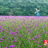 双牌“五一”假期接待游客23余万人 旅游收入1.3亿元