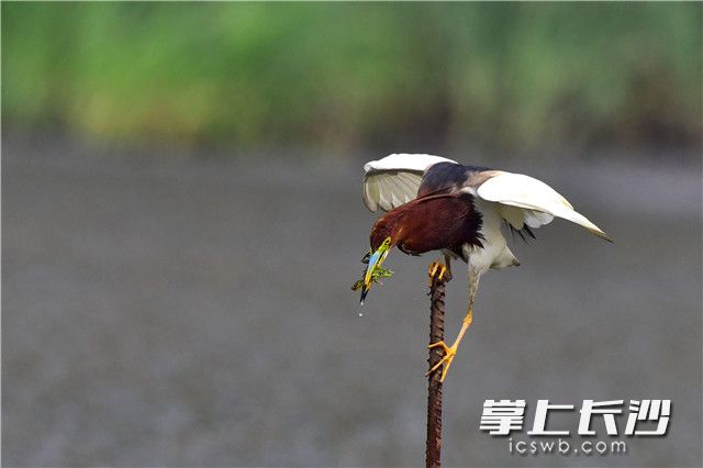 就地吞食