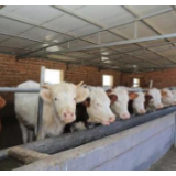 户帮户亲帮亲丨曾经的放牛娃带领乡亲“发牛财”