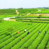 建设产业指导服务中心 探索农村集体经济 “产业带动”新模式