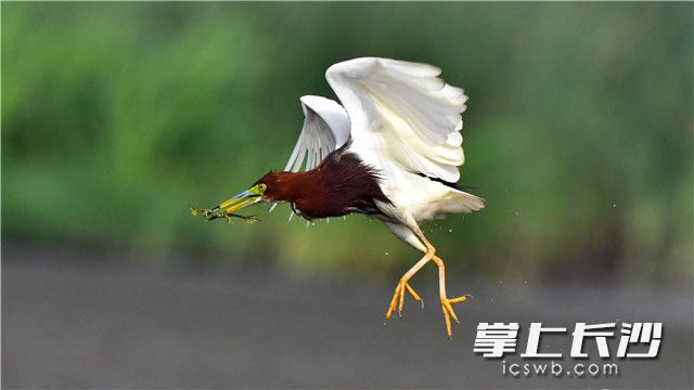 返回