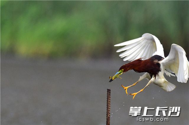 归来