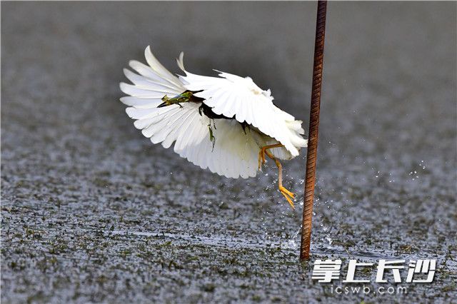 捕食