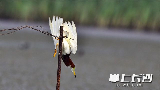 发现猎物