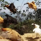 万企帮万户丨“苗乡鸡倌”脱贫不忘本 致富惠乡邻