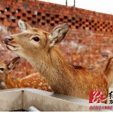 东安：致富不走寻常"鹿"