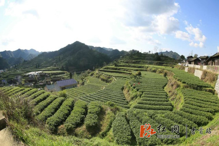 吉首市马劲坳镇隘口村"万亩湘西黄金茶园.