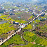 双峰：油菜助农驶上“致富快车”