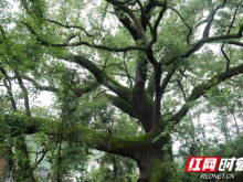 衡阳县三湖镇一古樟树守护山村600余年