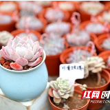 江华：徐家豪和他的“多肉王国”