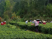 精准扶贫在三湘｜石门：不断强化“三个始终” 巩固提升脱贫质量