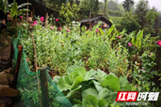 【桑植警事】桑植公安铲除两块鸦片原植物